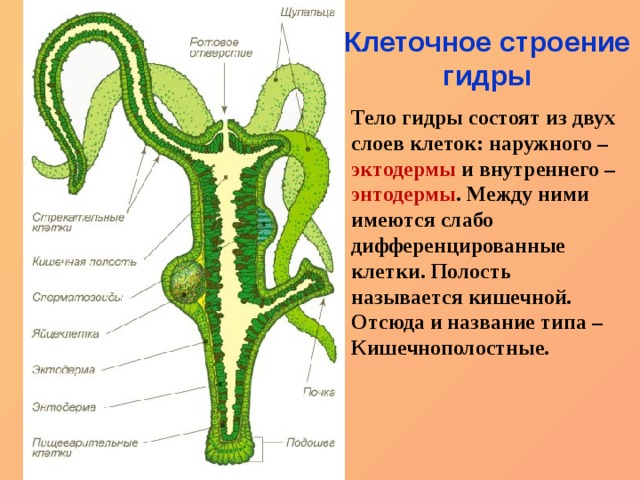 Новый адрес кракен